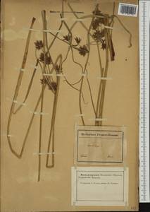 Cyperus longus L., Western Europe (EUR) (France)