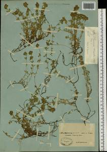 Thymus sibiricus (Serg.) Klokov & Des.-Shost., Siberia, Yakutia (S5) (Russia)