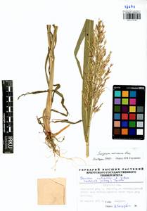 Sorghum bicolor (L.) Moench, Siberia, Baikal & Transbaikal region (S4) (Russia)