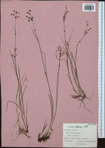 Juncus alpinoarticulatus Chaix, Eastern Europe, Central region (E4) (Russia)