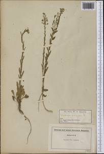 Lepidium campestre (L.) W. T. Aiton, America (AMER) (United States)