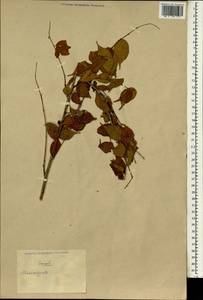 Prunus, South Asia, South Asia (Asia outside ex-Soviet states and Mongolia) (ASIA) (China)