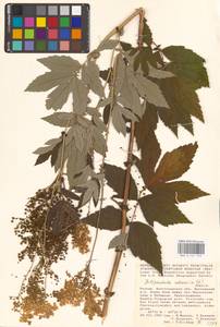 Filipendula ulmaria (L.) Maxim., Eastern Europe, Lower Volga region (E9) (Russia)