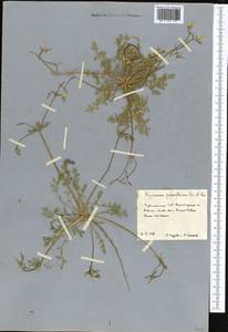 Hypecoum parviflorum Kar. & Kir., Middle Asia, Karakum (M6) (Turkmenistan)