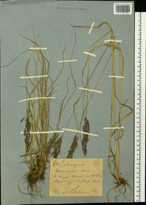 Calamagrostis, Siberia, Western (Kazakhstan) Altai Mountains (S2a) (Kazakhstan)