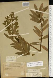 Euphorbia semivillosa (Prokh.) Krylov, Eastern Europe, Central region (E4) (Russia)