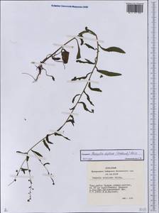 Hackelia deflexa (Wahlenb.) Opiz, Siberia, Altai & Sayany Mountains (S2) (Russia)
