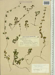 Linnaea borealis L., Siberia, Western Siberia (S1) (Russia)