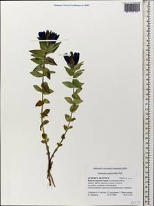 Gentiana septemfida, Caucasus, Krasnodar Krai & Adygea (K1a) (Russia)