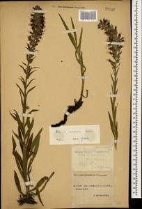 Pontechium maculatum (L.) Böhle & Hilger, Caucasus, Stavropol Krai, Karachay-Cherkessia & Kabardino-Balkaria (K1b) (Russia)