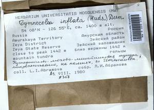 Gymnocolea inflata (Huds.) Dumort., Bryophytes, Bryophytes - Russian Far East (excl. Chukotka & Kamchatka) (B20) (Russia)