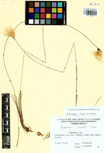 Eriophorum chamissonis C.A.Mey., Siberia, Baikal & Transbaikal region (S4) (Russia)