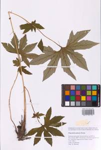 Filipendula digitata (Willd.) Bergmans, Siberia, Russian Far East (S6) (Russia)