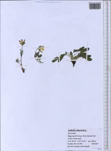 Anthyllis vulneraria L., Western Europe (EUR) (Bulgaria)