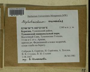 Niphotrichum ericoides (Brid.) Bedn.-Ochyra & Ochyra, Bryophytes, Bryophytes - Baikal & Transbaikal regions (B18) (Russia)