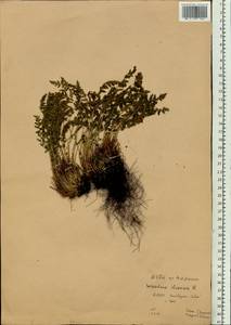 Woodsia ilvensis (L.) R. Br., Eastern Europe, Northern region (E1) (Russia)