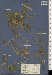 Tragus racemosus (L.) All., Caucasus, Dagestan (K2) (Russia)