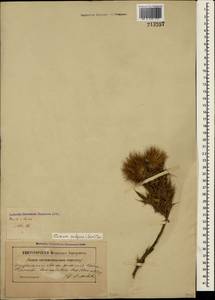 Cirsium vulgare (Savi) Ten., Crimea (KRYM) (Russia)