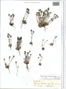 Draba altaica (C. A. Mey.) Bunge, Middle Asia, Northern & Central Tian Shan (M4) (Kazakhstan)