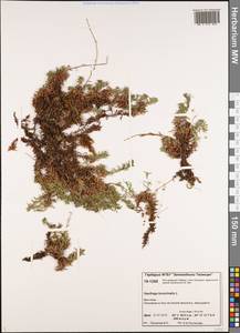 Saxifraga bronchialis, Siberia, Central Siberia (S3) (Russia)