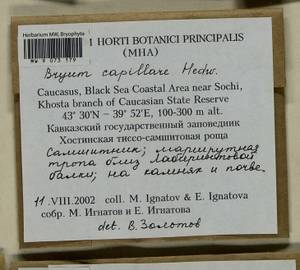 Rosulabryum capillare (Hedw.) J.R. Spence, Bryophytes, Bryophytes - North Caucasus & Ciscaucasia (B12) (Russia)