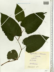 Reynoutria × bohemica Chrtek & Chrtková, Eastern Europe, Central region (E4) (Russia)