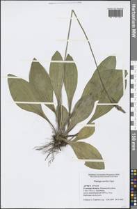Plantago urvillei Opiz, Eastern Europe, Central region (E4) (Russia)