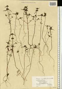 Galeopsis angustifolia Ehrh. ex Hoffm., Eastern Europe, North-Western region (E2) (Russia)