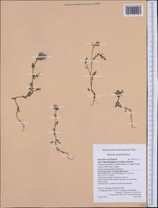 Phacelia tanacetifolia Benth., Western Europe (EUR) (United Kingdom)