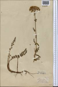 Hypericum scabrum L., Middle Asia, Syr-Darian deserts & Kyzylkum (M7) (Uzbekistan)