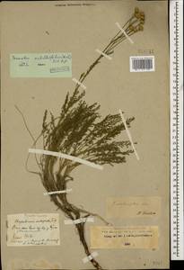 Tanacetum achilleifolium (M. Bieb.) Sch. Bip., Caucasus, Stavropol Krai, Karachay-Cherkessia & Kabardino-Balkaria (K1b) (Russia)