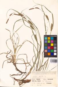 Carex hirta L., Eastern Europe, Middle Volga region (E8) (Russia)