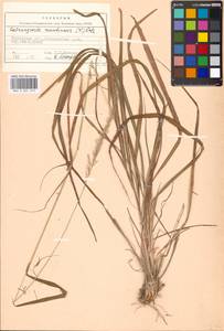Calamagrostis arundinacea (L.) Roth, Eastern Europe, Moscow region (E4a) (Russia)