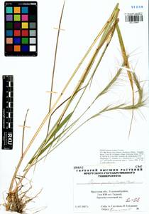Elymus gmelinii (Trin.) Tzvelev, Siberia, Baikal & Transbaikal region (S4) (Russia)