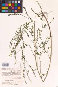 Melilotus dentatus (Waldst. & Kit.) Desf., Eastern Europe, Lower Volga region (E9) (Russia)