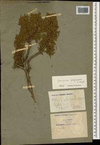 Juniperus excelsa subsp. polycarpos (K.Koch) Takht., Caucasus, Armenia (K5) (Armenia)