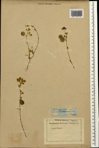 Medicago orbicularis (L.) Bartal., Caucasus, Stavropol Krai, Karachay-Cherkessia & Kabardino-Balkaria (K1b) (Russia)