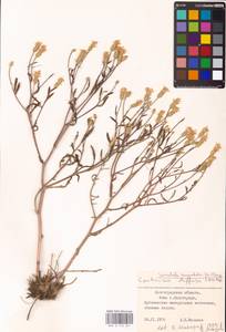 Klasea erucifolia (L.) Greuter & Wagenitz, Eastern Europe, Lower Volga region (E9) (Russia)