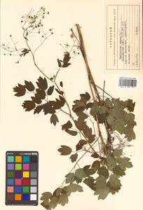 Thalictrum minus subsp. elatum (Jacq.) Stoj. & Stef., Siberia, Russian Far East (S6) (Russia)