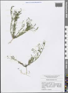 Thesium dollineri subsp. moesiacum (Velen.) Stoj. & Stef., Eastern Europe, Middle Volga region (E8) (Russia)