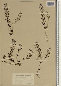 Veronica acinifolia L., South Asia, South Asia (Asia outside ex-Soviet states and Mongolia) (ASIA) (Turkey)