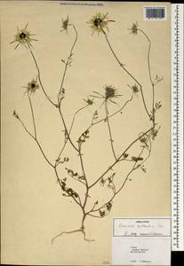 Daucus guttatus Sm., South Asia, South Asia (Asia outside ex-Soviet states and Mongolia) (ASIA) (Turkey)