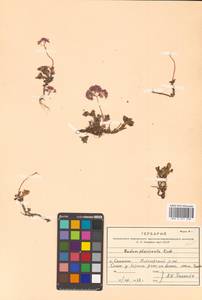 Hylotelephium pluricaule (Maxim.) H. Ohba, Siberia, Russian Far East (S6) (Russia)