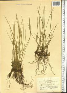 Juncus filiformis L., Siberia, Altai & Sayany Mountains (S2) (Russia)