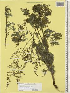 Artemisia caerulescens subsp. caerulescens, Caucasus, Azerbaijan (K6) (Azerbaijan)