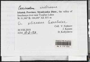 Coscinodon cribrosus (Hedw.) Spruce, Bryophytes, Bryophytes - Baikal & Transbaikal regions (B18) (Russia)