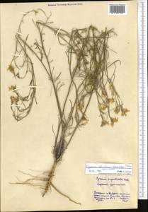 Erysimum siliculosum (M.Bieb.) DC., Middle Asia, Northern & Central Kazakhstan (M10) (Kazakhstan)