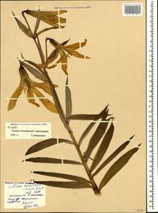 Lilium szovitsianum Fisch. & Avé-Lall., Caucasus, North Ossetia, Ingushetia & Chechnya (K1c) (Russia)