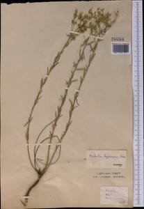 Euphorbia seguieriana Neck., Middle Asia, Northern & Central Kazakhstan (M10) (Kazakhstan)