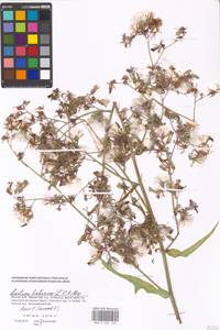 Lactuca tatarica (L.) C. A. Mey., Eastern Europe, Moscow region (E4a) (Russia)